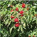 NT7860 : Red-berried elder - detail by M J Richardson