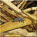 NT8062 : Ladybird larva on barley straw by M J Richardson