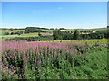 NS9339 : Rosebay willowherb and ragwort, Carmichael House estate by Alan O'Dowd