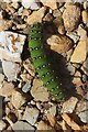 NJ2827 : Emperor Moth Caterpillar (Saturnia pavonia) by Anne Burgess