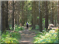 NT2739 : Path in Eshiels Community Woodland by Jim Barton