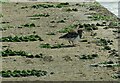 TR4067 : Turnstone on the landing slip, Broadstairs by Alan Murray-Rust