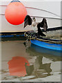 SY4690 : Cormorant with Reflection at West Bay by David Dixon