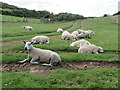 NT9068 : Sheep pasture at Northfield by M J Richardson