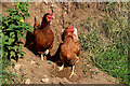 H5474 : Hens along the roadside, Streefe Glebe by Kenneth  Allen