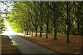 TL5262 : Beech avenue, Anglesey Abbey by Christopher Hilton