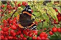 NT4928 : A red admiral butterfly on rowan berries by Walter Baxter