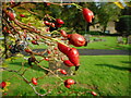 NS5472 : Rosehips by Richard Sutcliffe