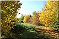 TL3861 : Autumn in Edwards Woodland by Martin Tester