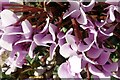 SK6041 : Cyclamen study  5 by Alan Murray-Rust