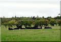 NZ1047 : Herd of beef cattle by Robert Graham