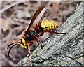 SO8078 : European hornet (Vespa crabro) by Mat Fascione