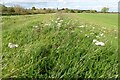 SO8441 : Wildflowers on the flood bank by Philip Halling