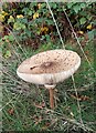 SP9911 : Macrolepiota procera (Parasol Mushroom), Ashridge by Rob Farrow