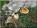 NT5948 : Beech tree base and fungi by M J Richardson