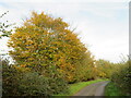 TL5924 : Brown's End Road, near Great Dunmow by Malc McDonald