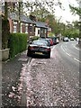 SJ7950 : Fallen cherry blossom on Hougher Wall Road by Jonathan Hutchins