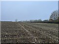 SJ7949 : Maize stubble in November by Jonathan Hutchins