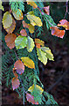 NT4228 : Beech tree leaves by Walter Baxter