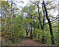 NZ0852 : End of the riverside path at Shotley Grove by Robert Graham