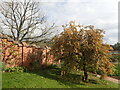 TQ4551 : Crab apple tree at Chartwell by Marathon