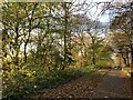 SJ8546 : Autumn tints on Station Walks by Jonathan Hutchins