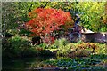 SO7875 : Tree in autumnal colours, Queen Elizabeth II Jubilee Gardens, Bewdley, Worcs by P L Chadwick