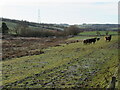 NT5742 : Cattle pasture in Lauderdale by M J Richardson