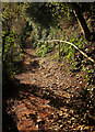 SX9267 : Goat path to Valley of Rocks by Derek Harper