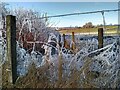 NS5184 : Hoar frost on the grasses by Richard Sutcliffe