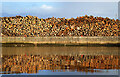 NT9952 : Logs at the Port of Berwick-upon-Tweed by Walter Baxter