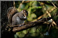 TQ3464 : Grey Squirrel by Peter Trimming