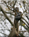 TQ3464 : Mating Grey Squirrels by Peter Trimming