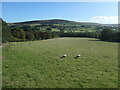 SE0986 : Sheep grazing at Tupgill Park by Christine Johnstone