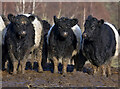 NT5332 : Belted Galloways in mud, glorious mud by Walter Baxter