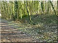 SK6148 : Earthworks in Fox Wood  6 by Alan Murray-Rust