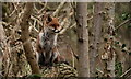 TQ3464 : Fox in the Wood by Peter Trimming