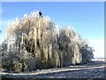 TF4209 : Willow trees near Barratt's Bridge by Richard Humphrey