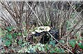 NZ0850 : Fungus on a tree stump by Robert Graham