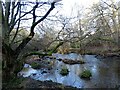 NZ0851 : Winter trees beside the Derwent by Robert Graham