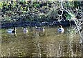 NZ0851 : Ducks on the Derwent by Robert Graham