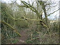 SK2026 : Path through tangled trees, Belmot Green by Christine Johnstone