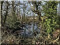 SJ7954 : Pond in farmland copse by Jonathan Hutchins