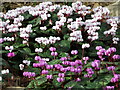 TQ0658 : RHS Wisley - Cyclamen by Colin Smith