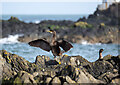 J5082 : Shags, Bangor by Rossographer