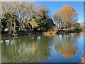 SP2964 : Winter colours by the Avon, Warwick by Robin Stott