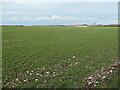 SE8560 : Chalk grassland, north of Gritts Farm by Christine Johnstone