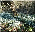 SP9314 : College Lake - Snowdrops in the wood - Galanthus nivalis by Rob Farrow