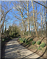 TL4346 : Thriplow: early daffodils on Farm Lane by John Sutton