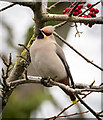 J5081 : Waxwing, Bangor by Rossographer